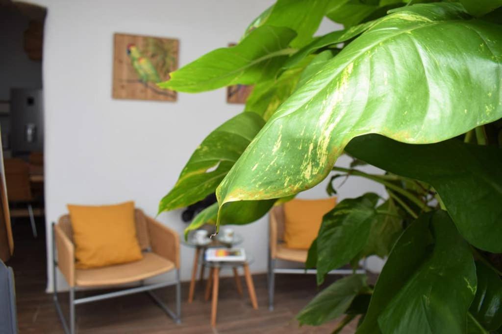 La Casa Vieja Villa Arafo ภายนอก รูปภาพ